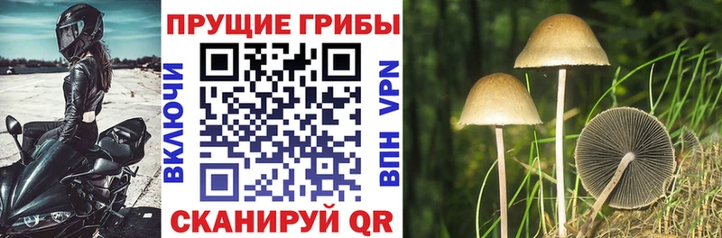 hydra ссылка  Иннополис  Галлюциногенные грибы Psilocybe 